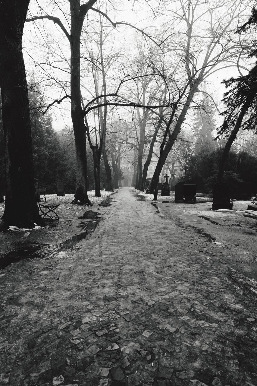 STREET AMIDST TREES