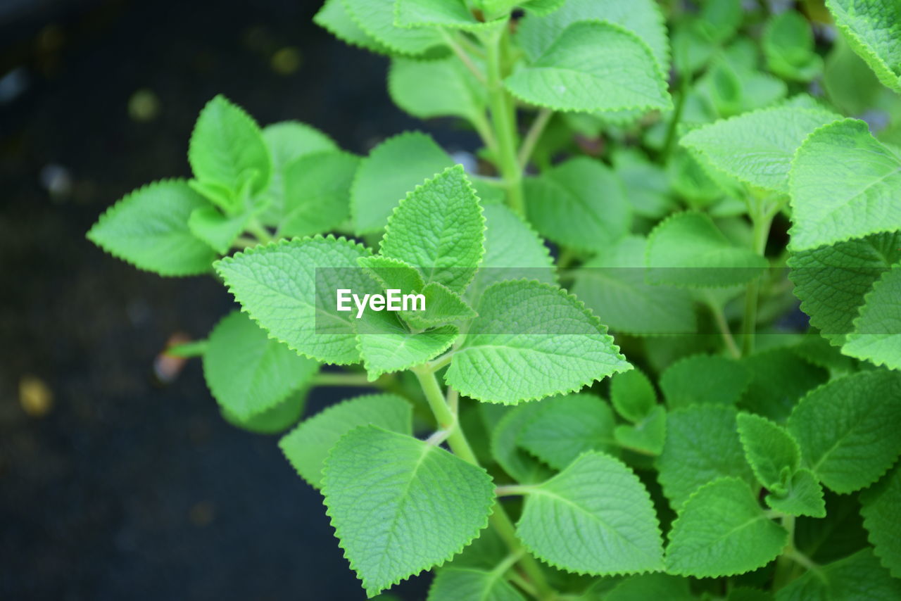 HIGH ANGLE VIEW OF LEAVES