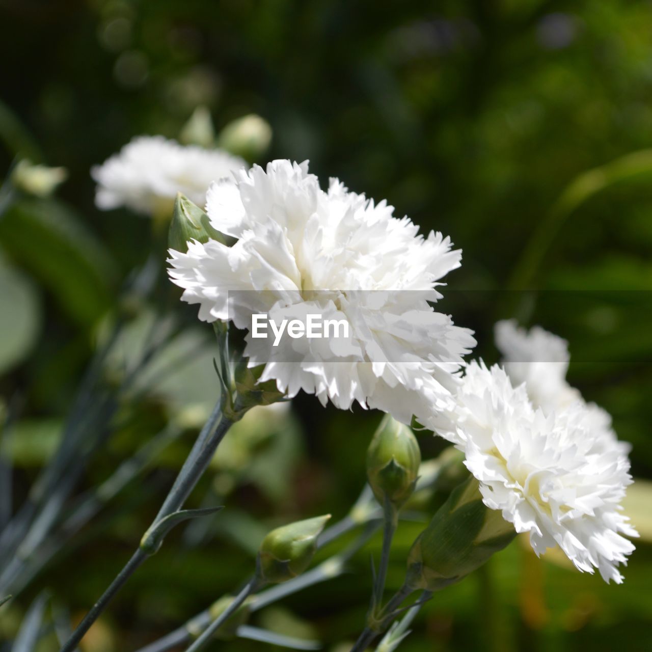 CLOSE-UP OF WHITE FLOWER ON PLANT