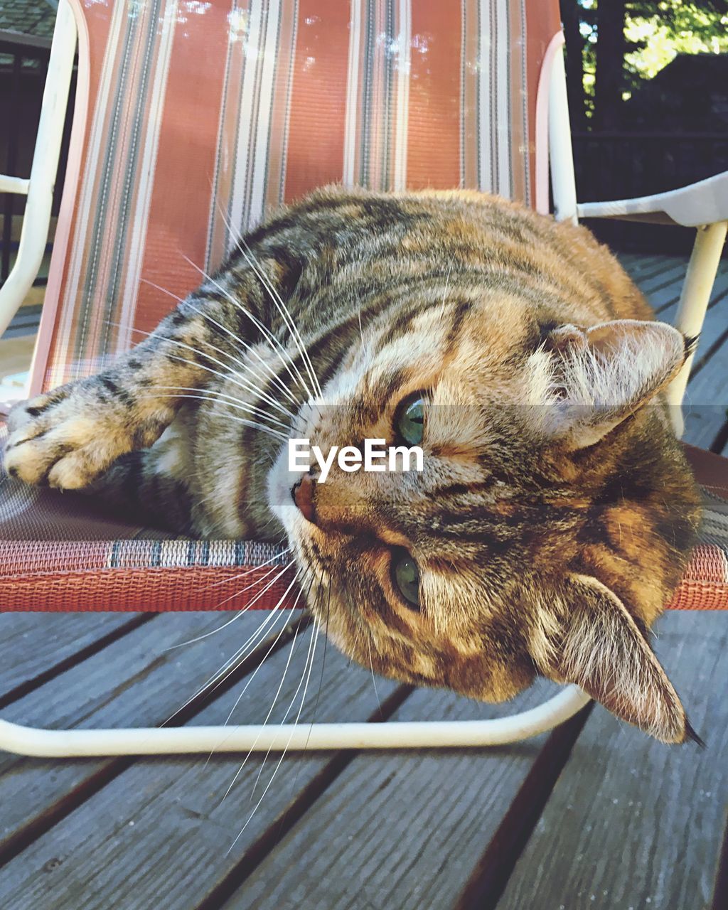 Close-up of a tabby cat resting on lounge chair