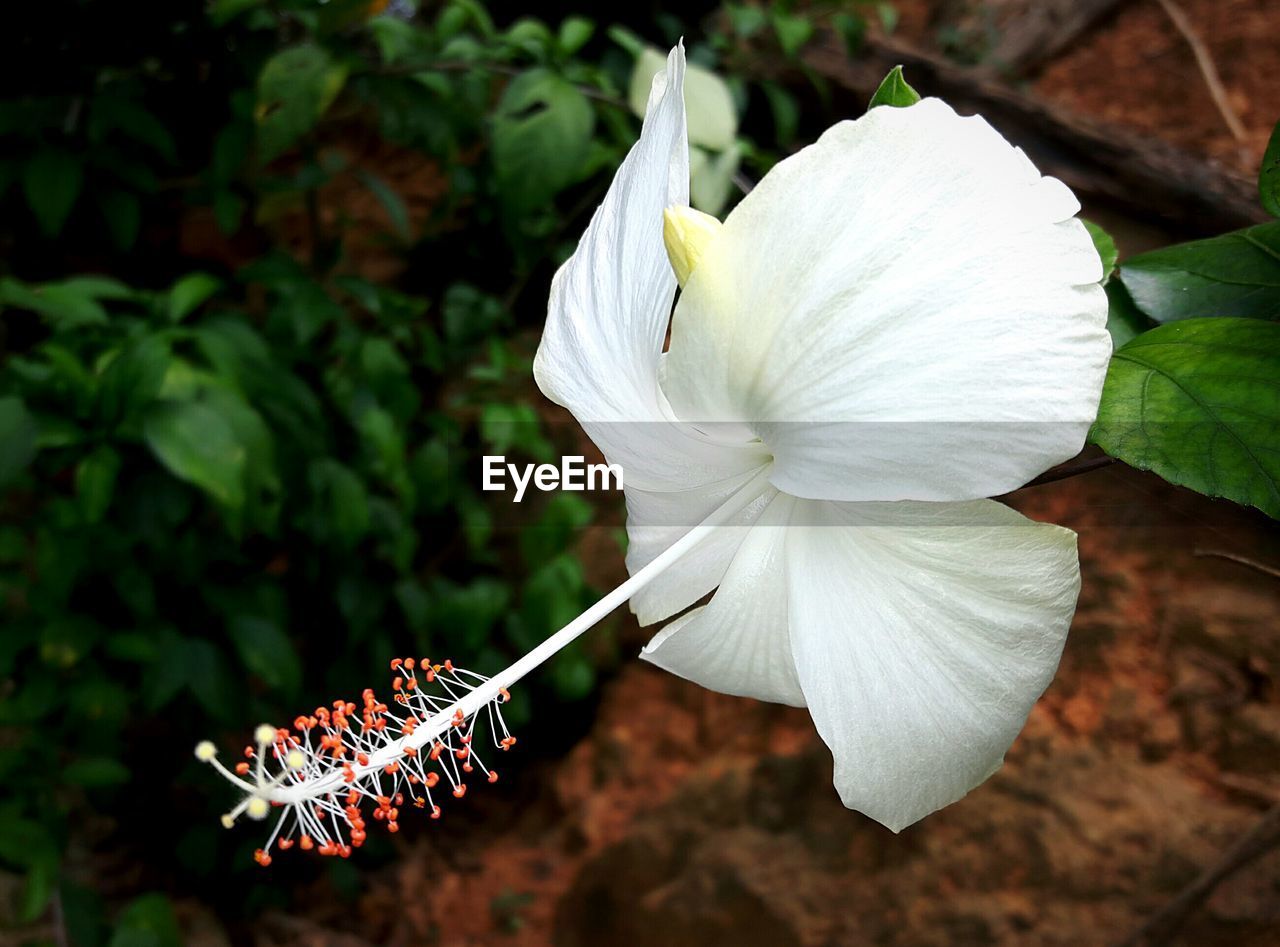 Close-up of white hibiscus blooming at garden