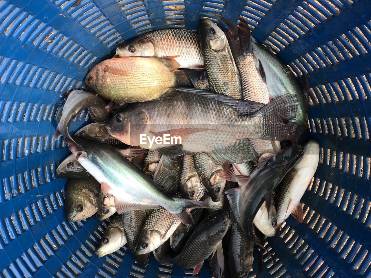 DIRECTLY ABOVE SHOT OF FISH IN BASKET