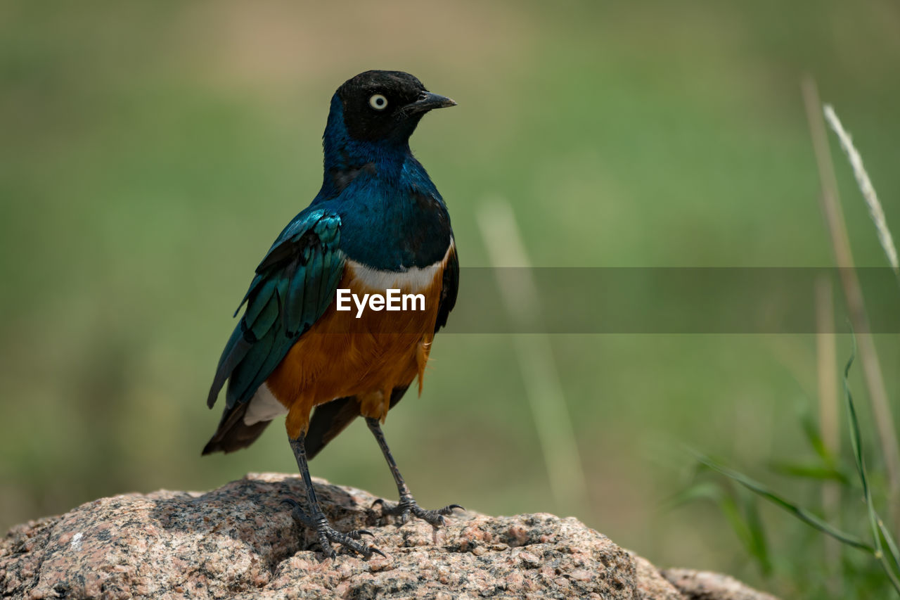 Close-up of bird perching on rock