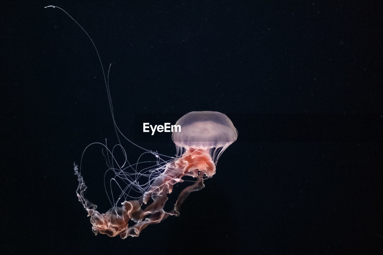 Jellyfish against black background