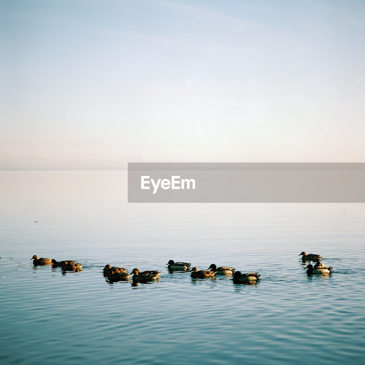 Scenic view of ducks swimming in sea against sky