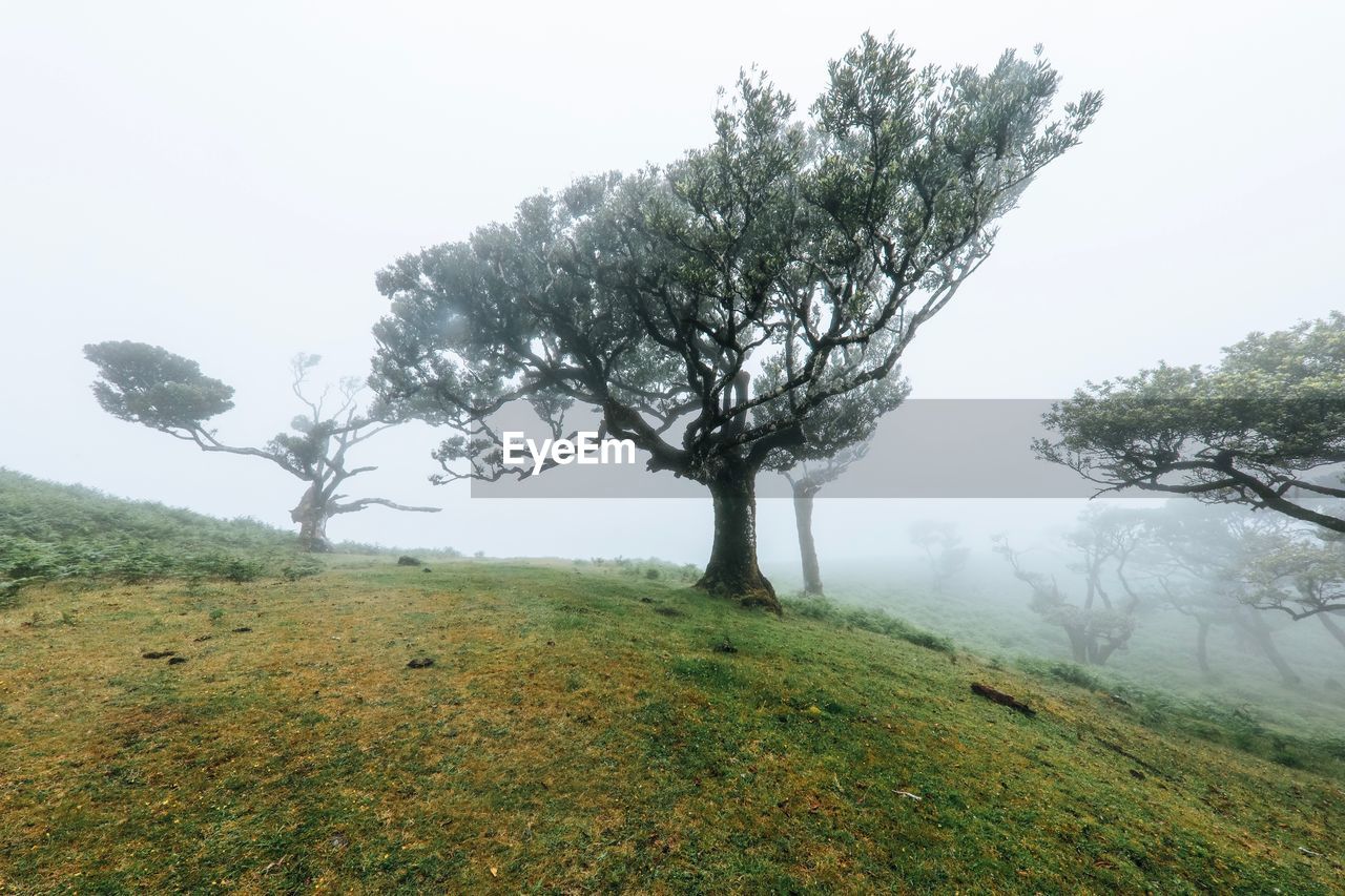 TREE ON FIELD BY TREES AGAINST SKY