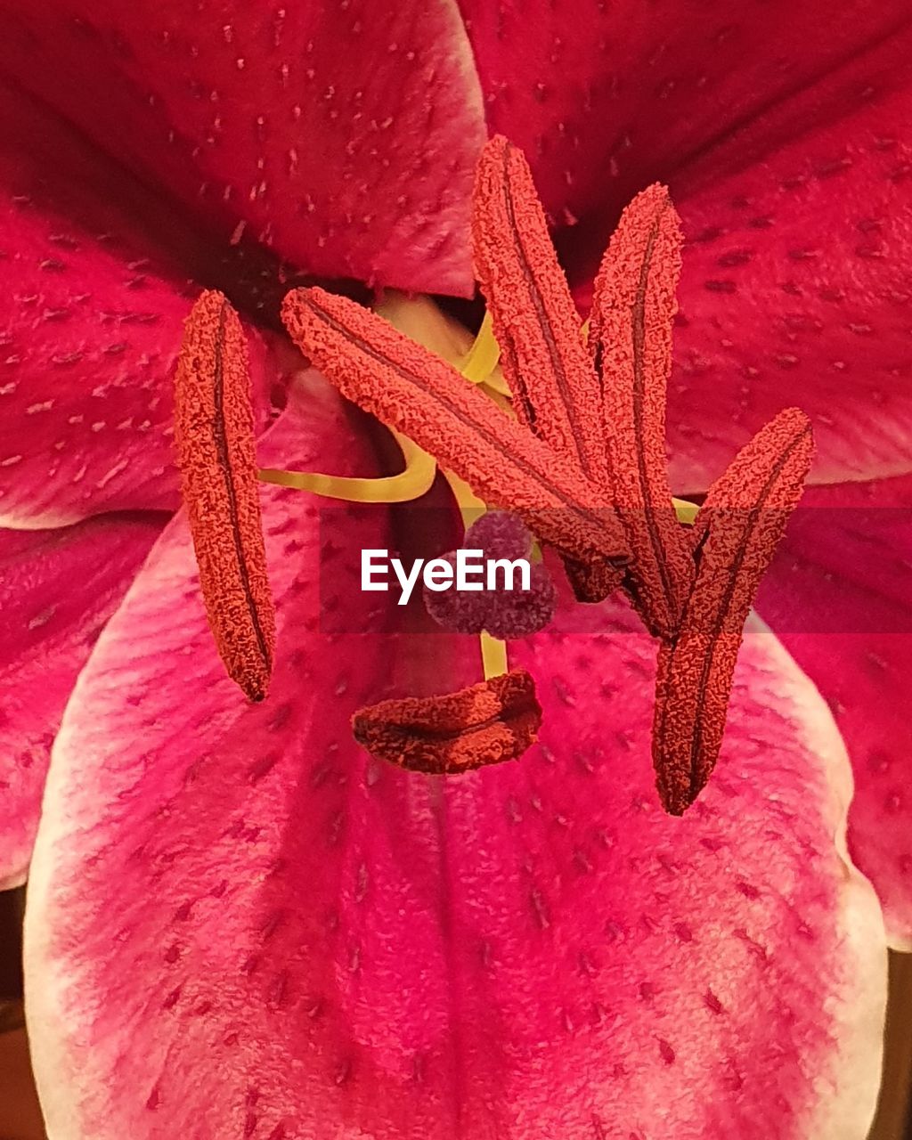 CLOSE-UP OF PINK ROSE WITH RED FLOWER