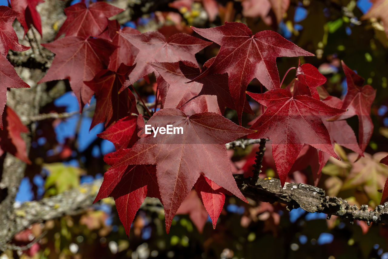 leaf, plant part, autumn, tree, maple leaf, plant, nature, red, maple, maple tree, no people, close-up, beauty in nature, day, branch, outdoors, focus on foreground, flower, leaves, multi colored
