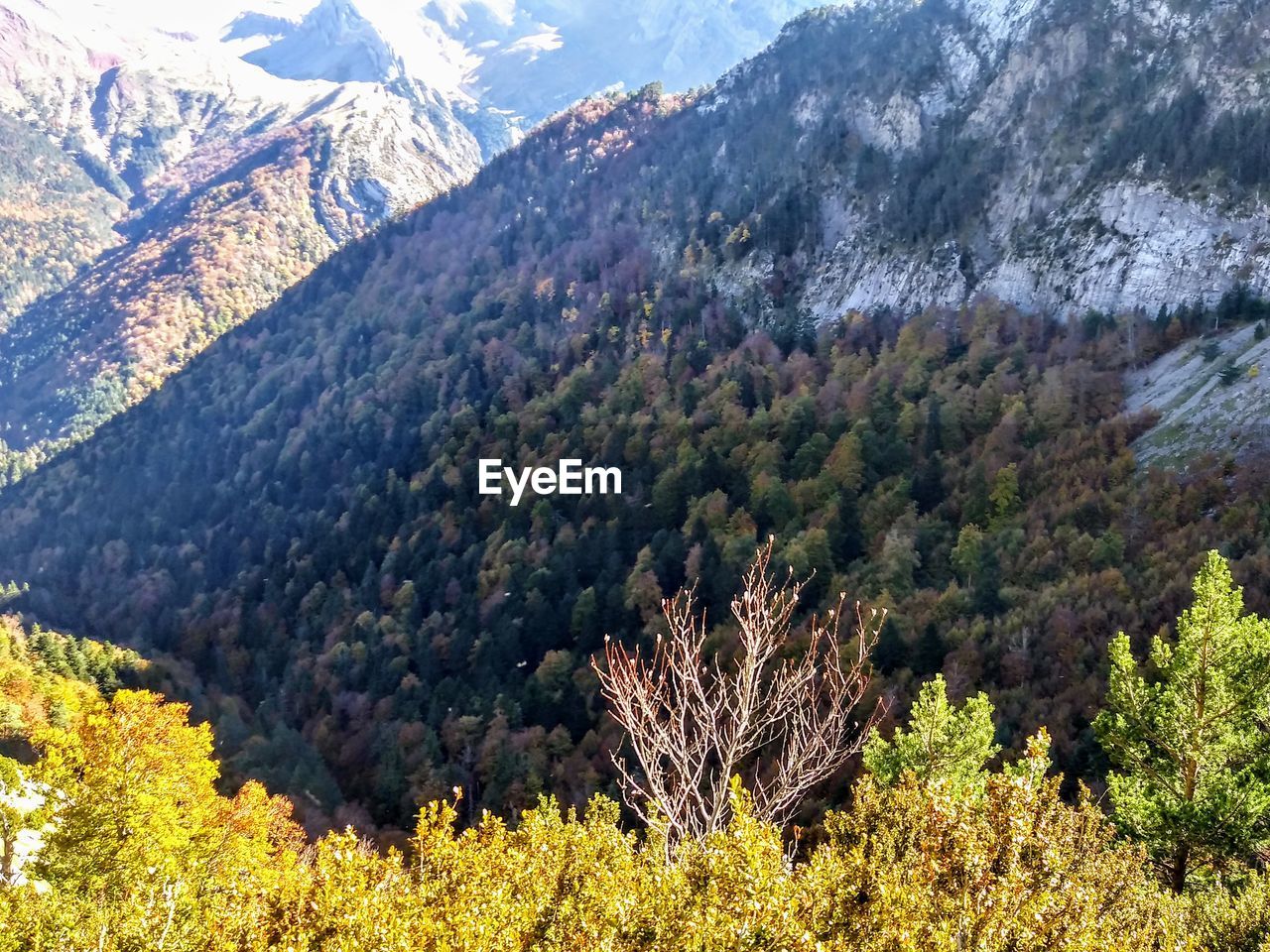 PINE TREES IN MOUNTAINS