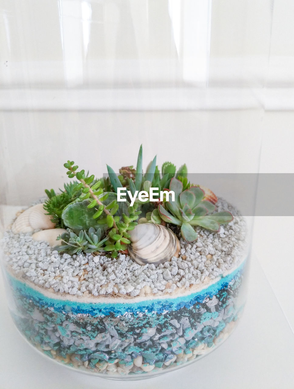 Succulent terrarium in cylindrical glass vase