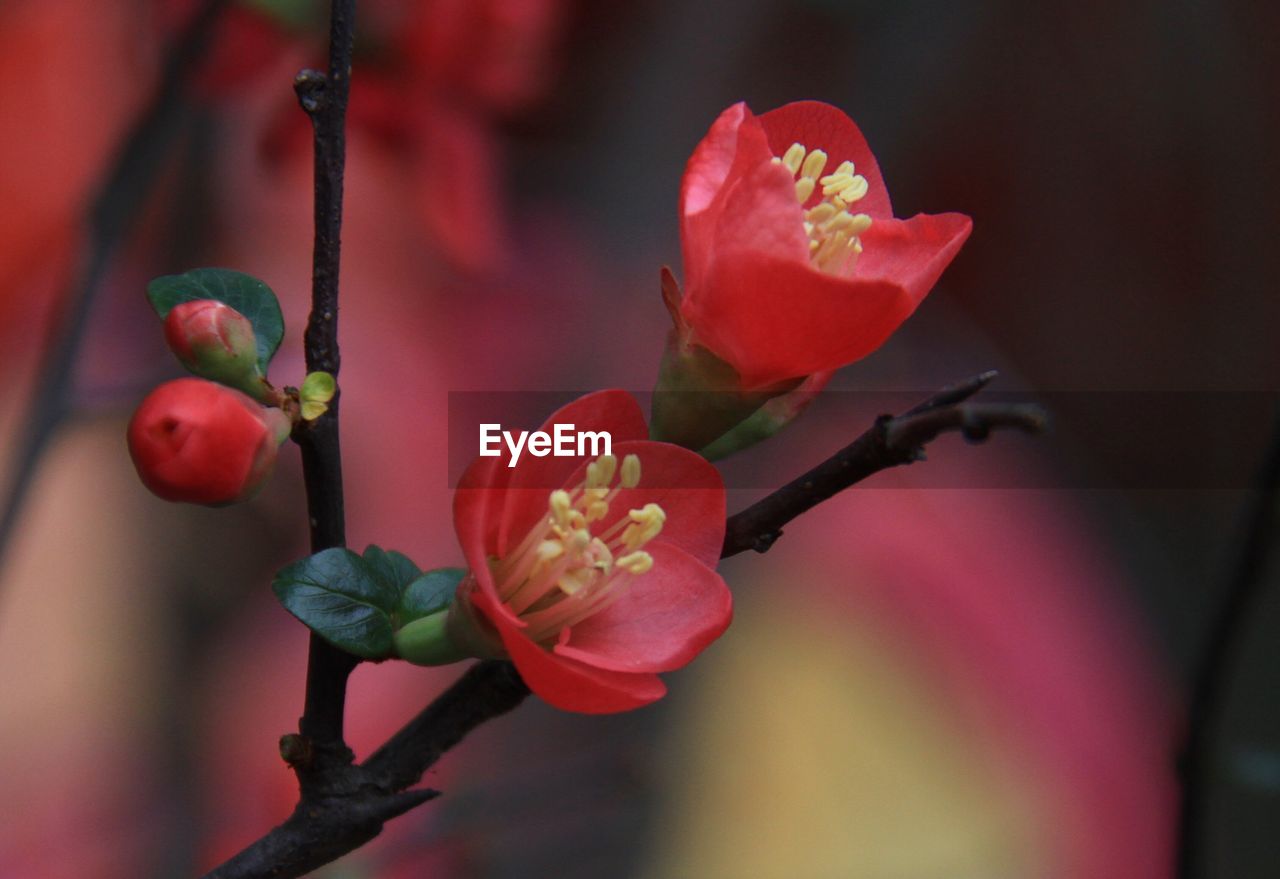 Close-up of flowers blooming outdoors