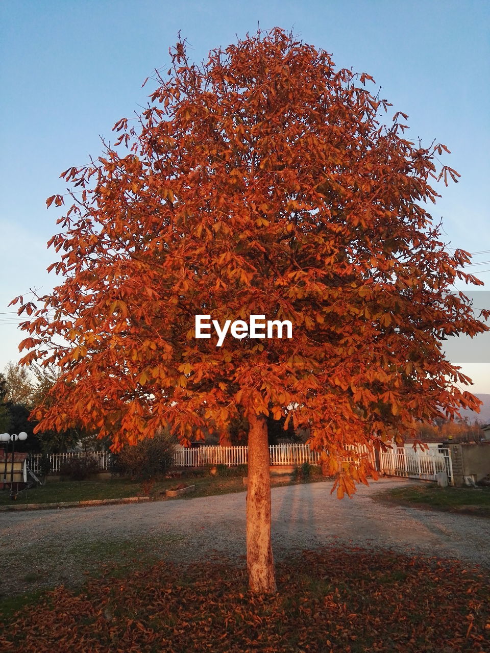 VIEW OF AUTUMN TREE IN PARK