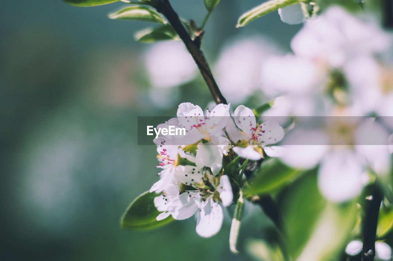 CLOSE-UP OF WHITE CHERRY BLOSSOM