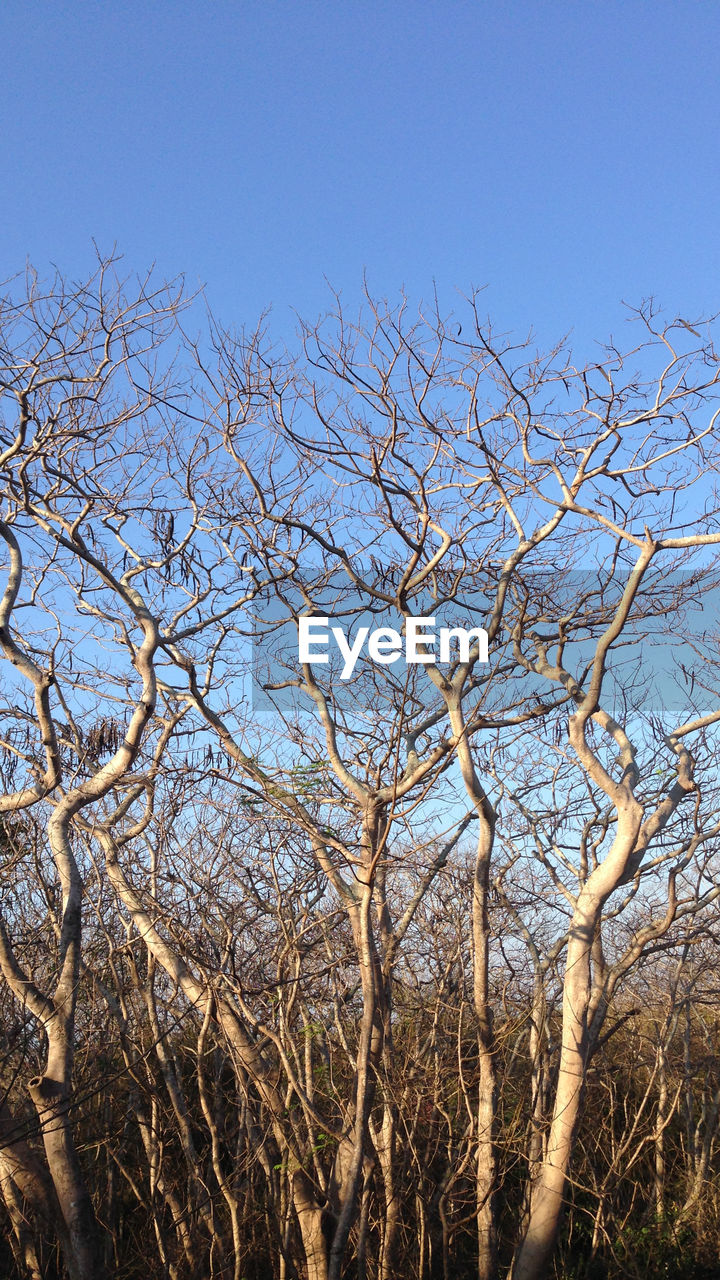 Bare trees against clear blue sky