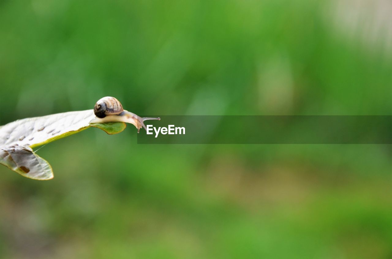 Close-up of snail on leaf