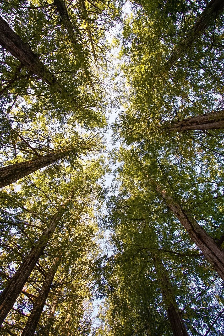 LOW ANGLE VIEW OF TREES