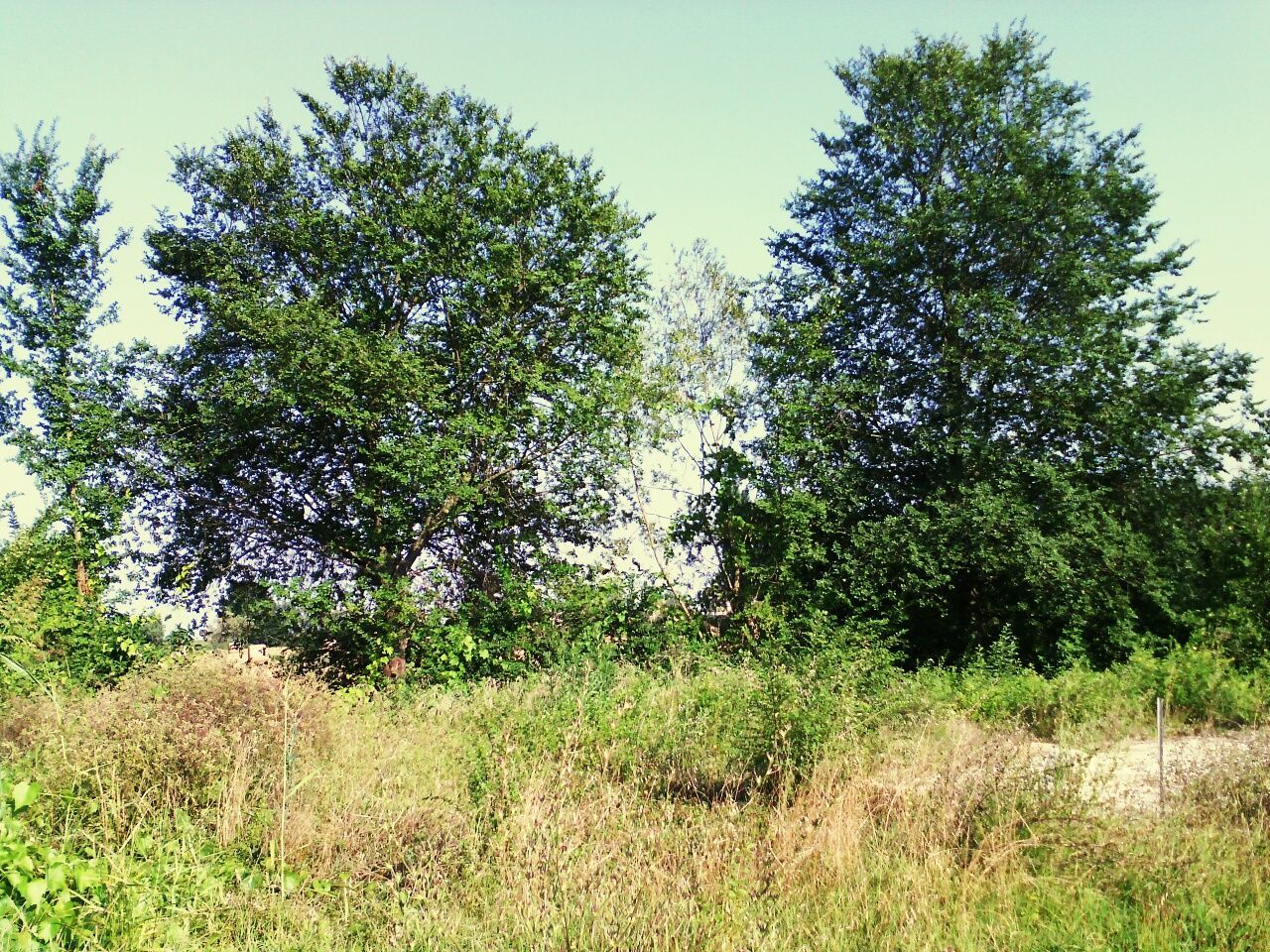 VIEW OF TREES ON GRASSY FIELD