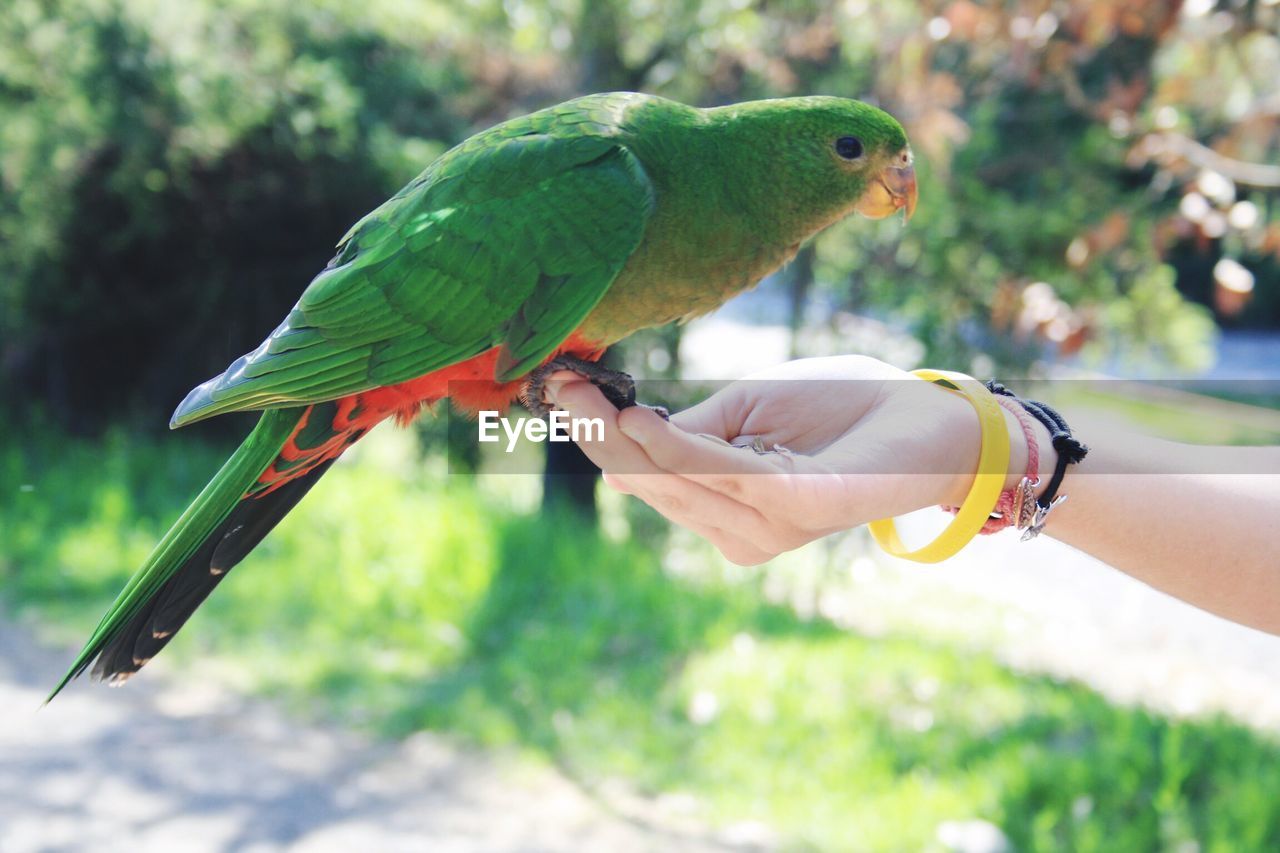 Cropped hand of woman holding parrot