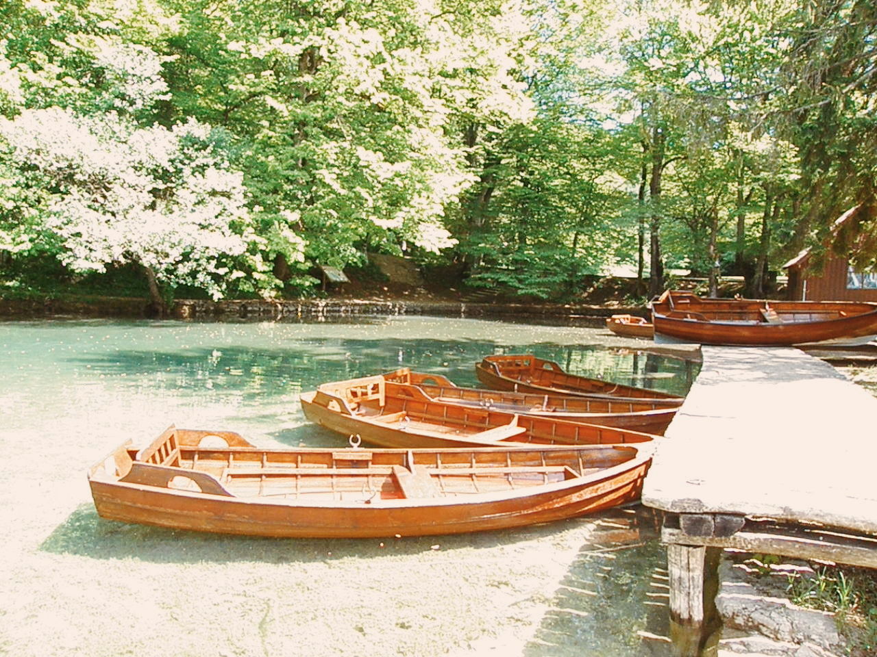 VIEW OF TREES IN WATER