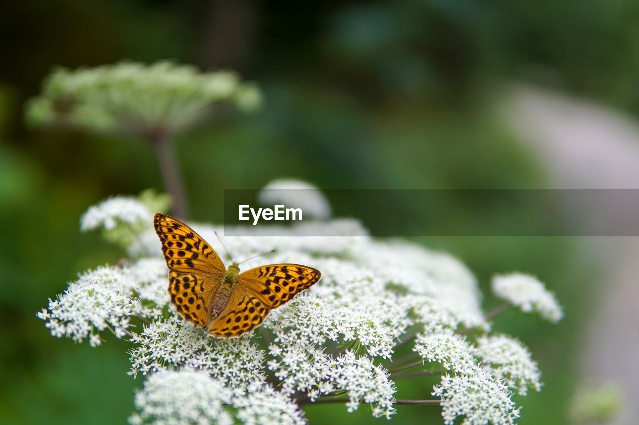 BUTTERFLY POLLINATING FLOWER