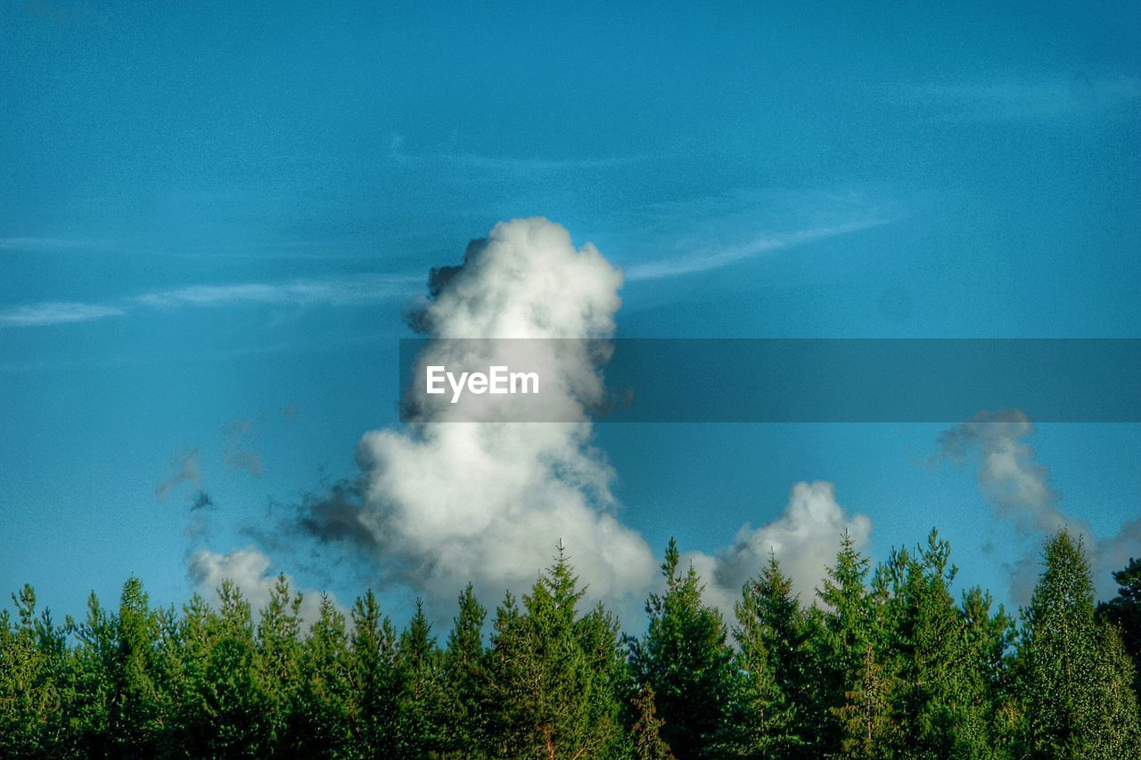 TREES GROWING AGAINST BLUE SKY