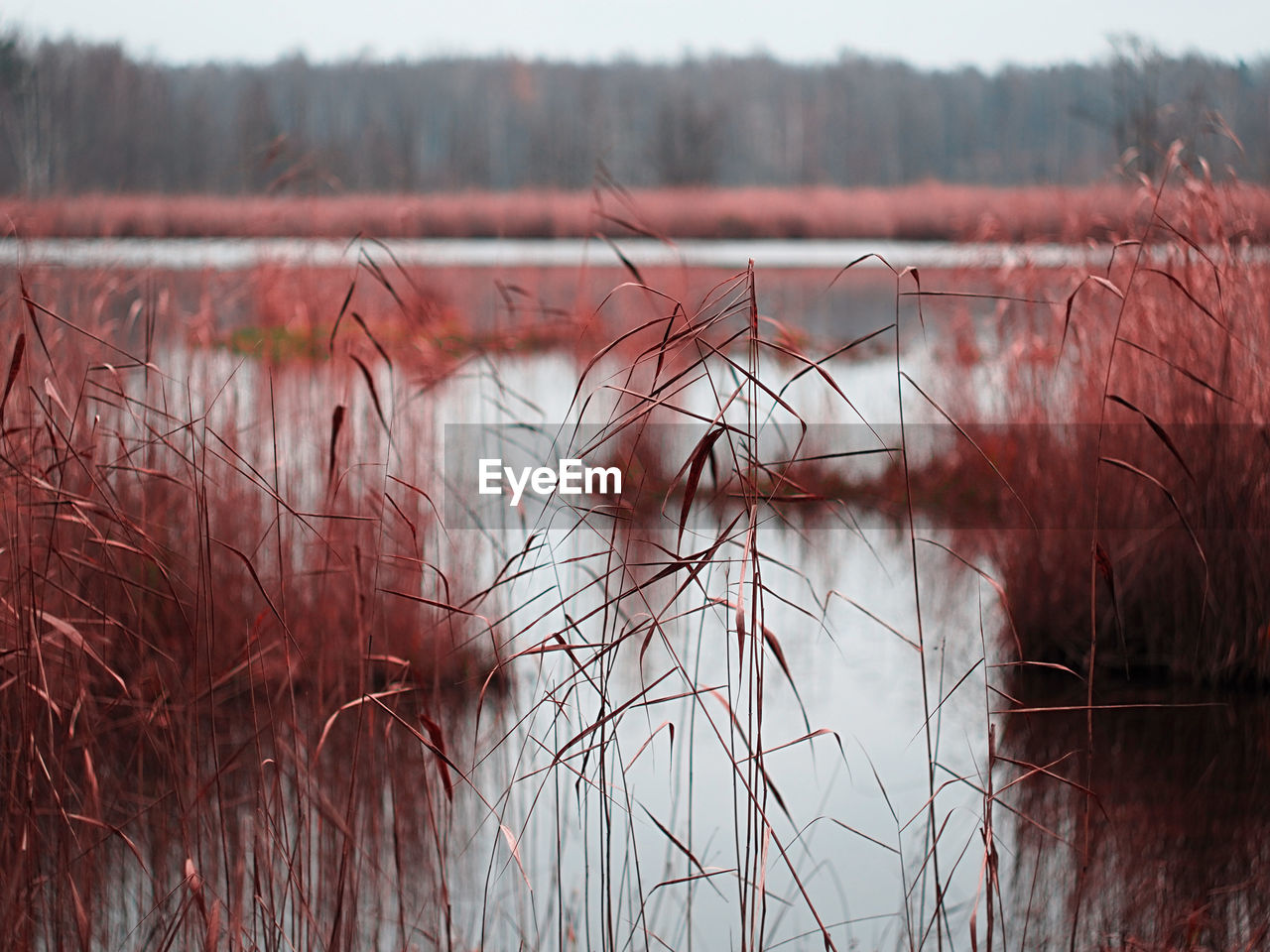 Close-up of plants against lake