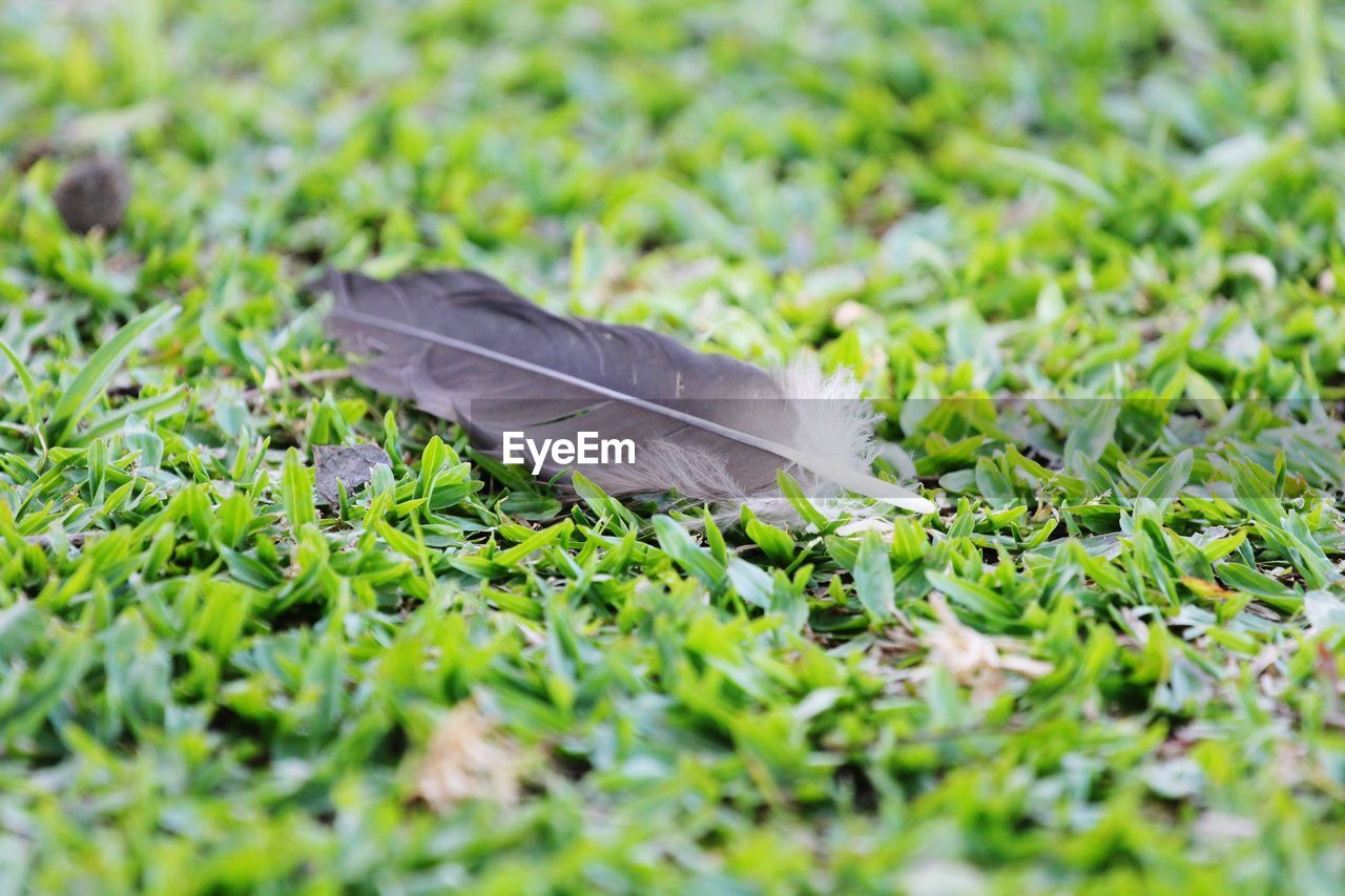 Close-up of fallen leaves