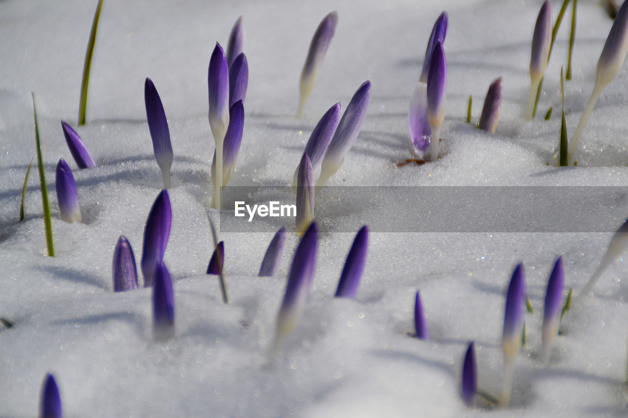 Close-up of crocus buds on snow field