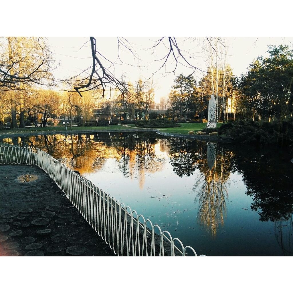 REFLECTION OF TREES IN WATER