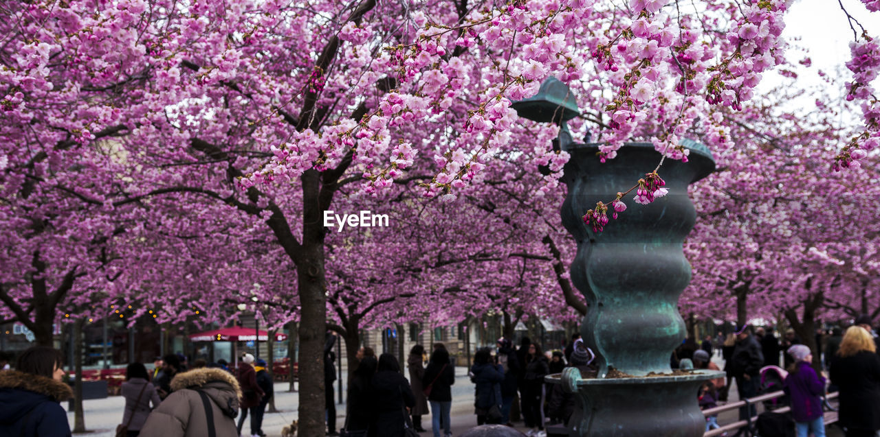 PEOPLE ON CHERRY BLOSSOM TREE