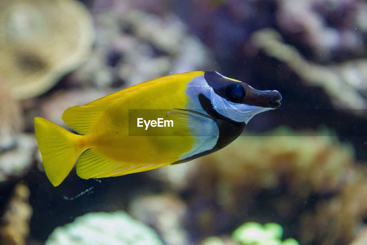 Close-up of fish swimming in tank