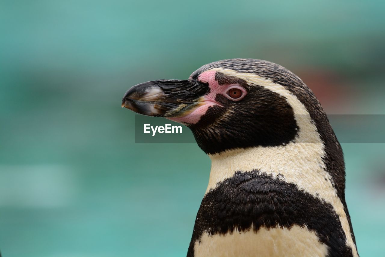 Close-up of penguin