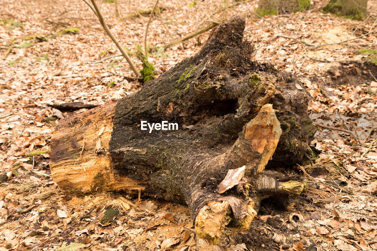 High angle view of tree on a field