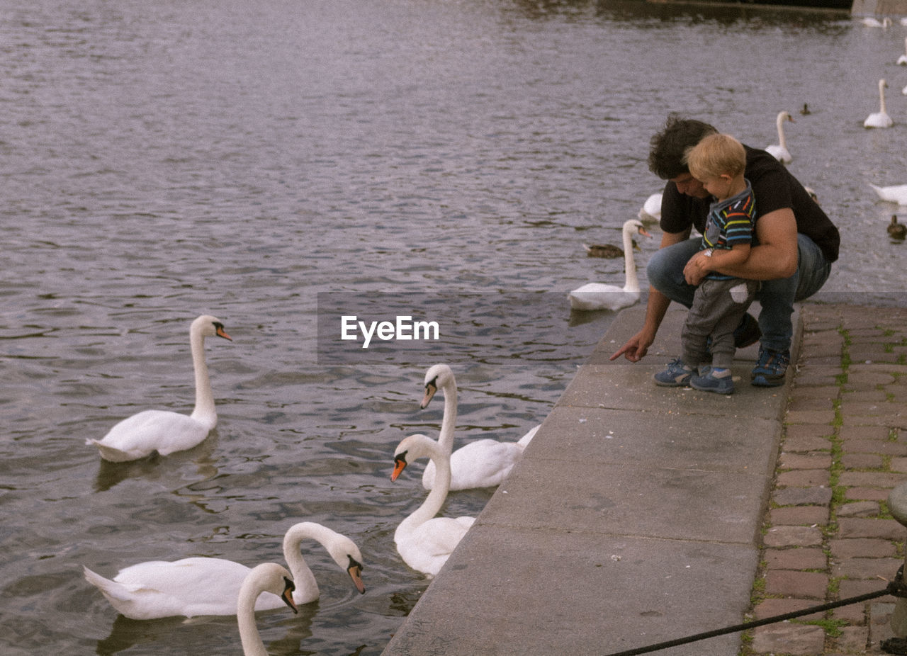 SWANS ON LAKE