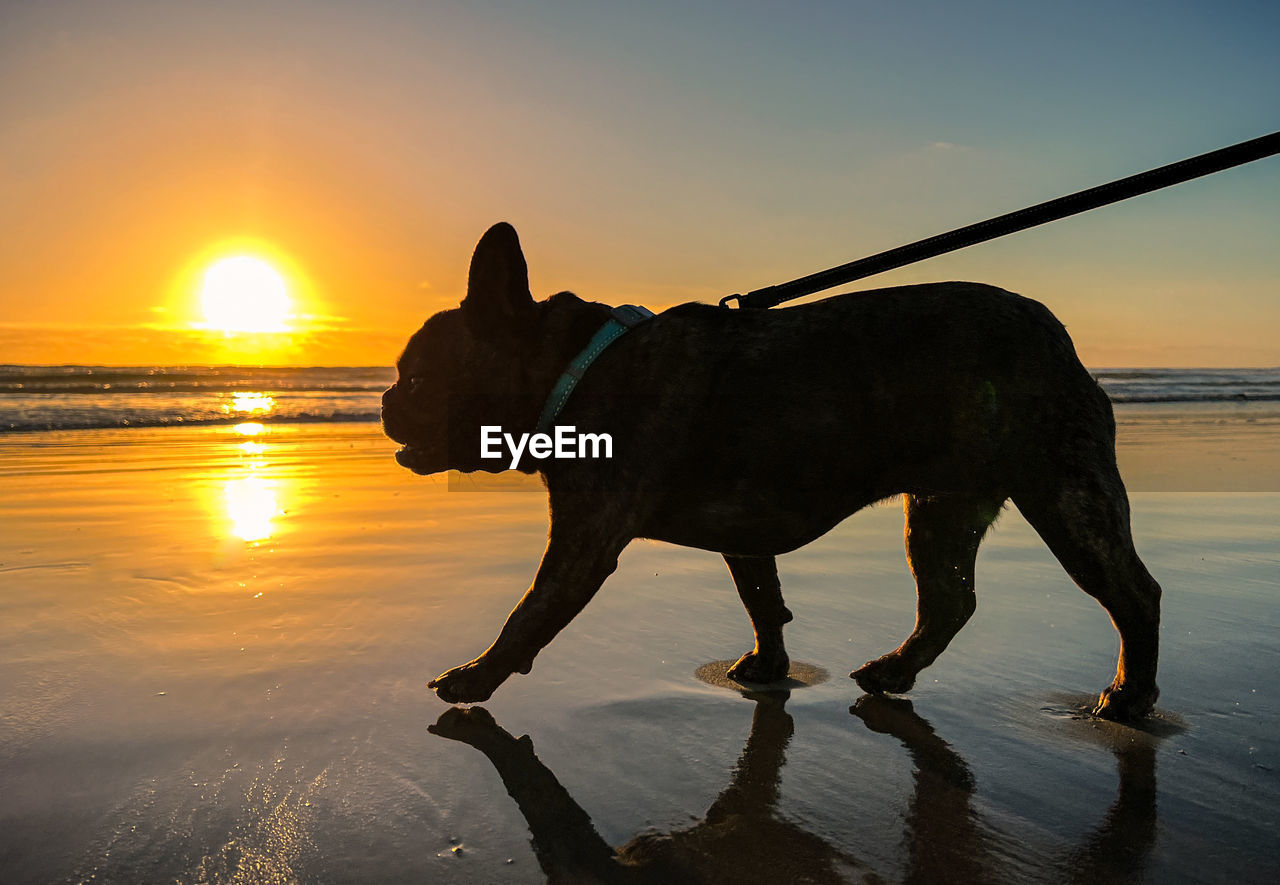 silhouette dog standing against orange sky