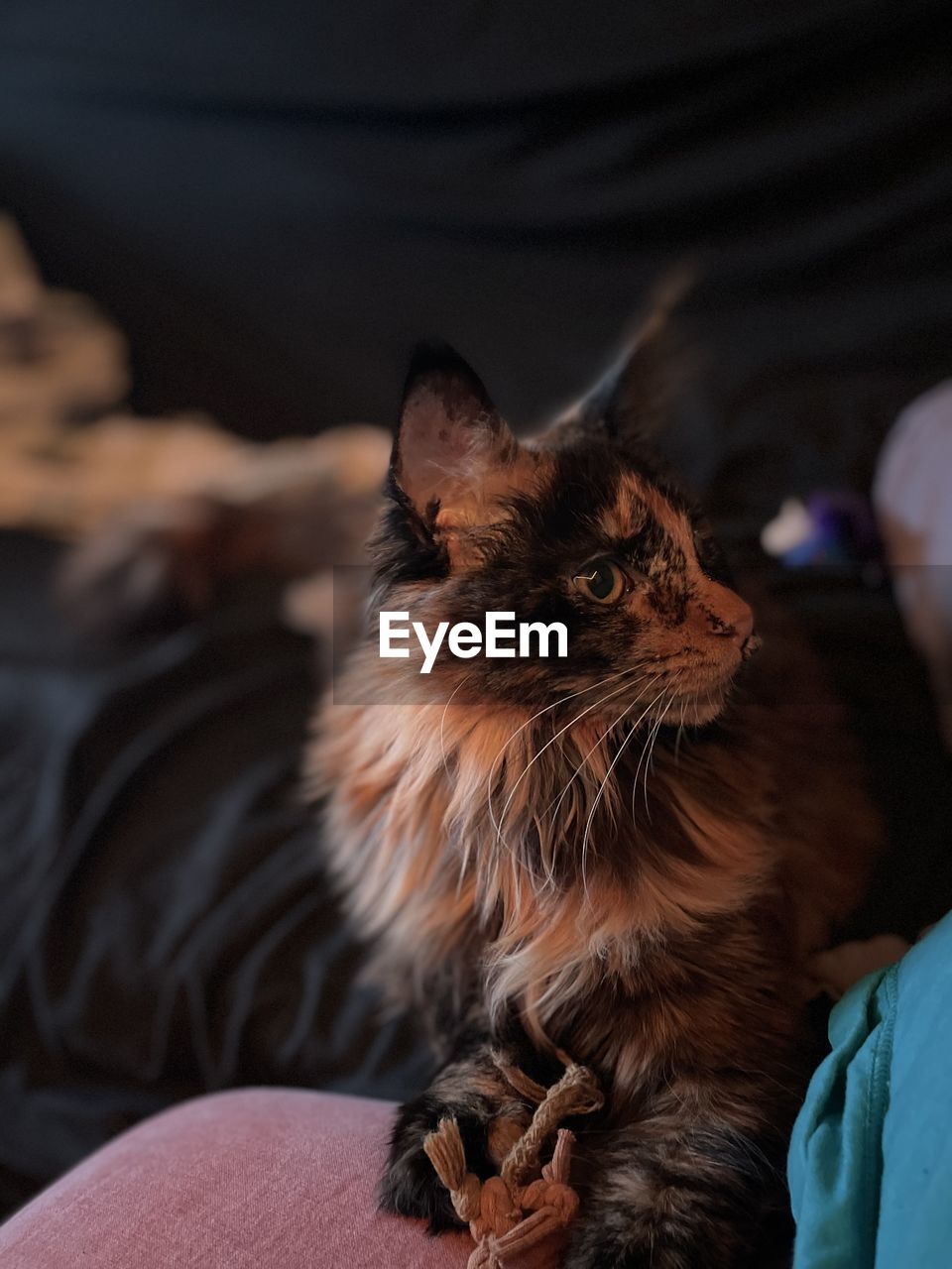 CLOSE-UP OF CAT AT HOME