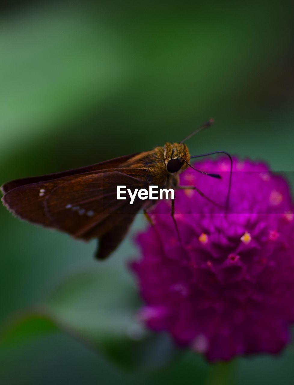 Close-up of butterfly pollinating on purple flower