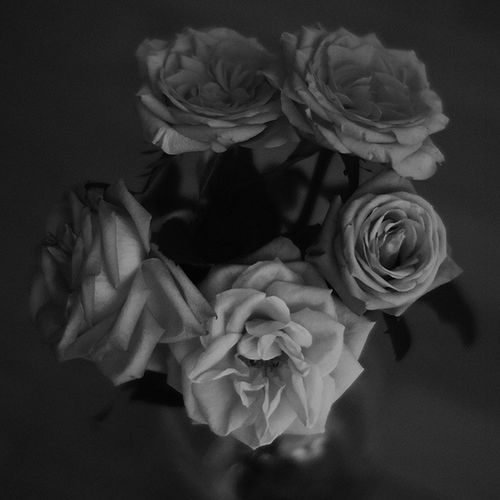 CLOSE-UP OF ROSES