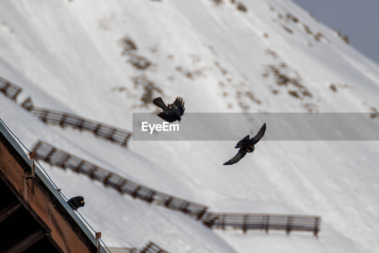 LOW ANGLE VIEW OF BIRD FLYING AGAINST THE SKY