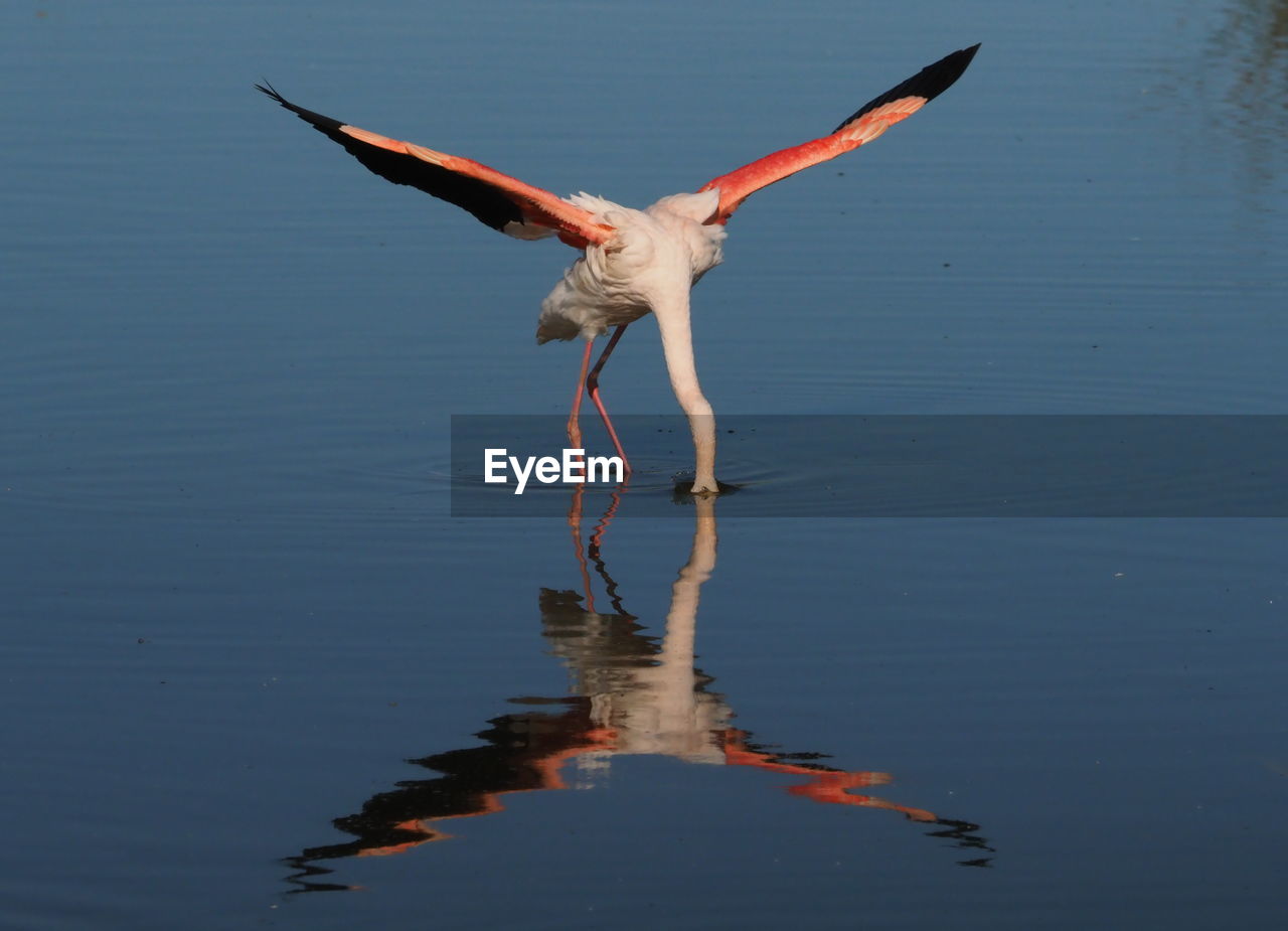 BIRDS FLYING OVER LAKE