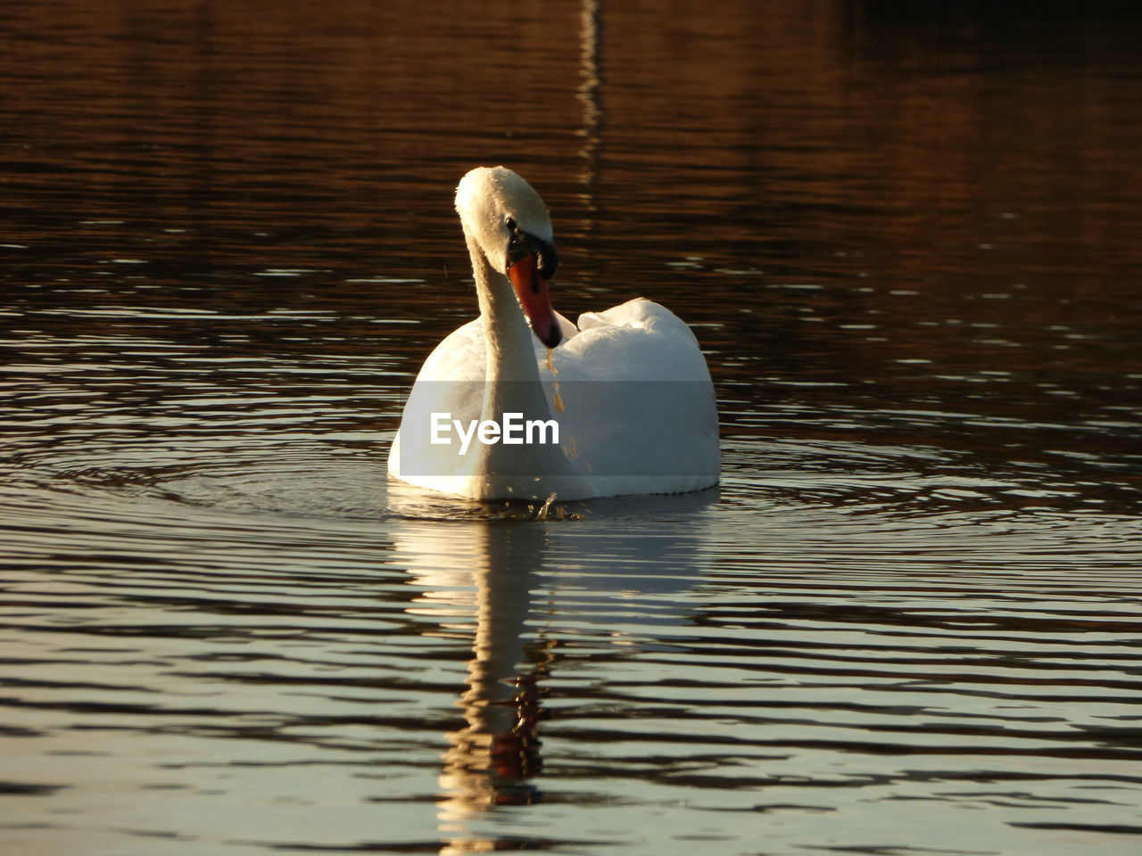 SWANS SWIMMING ON LAKE