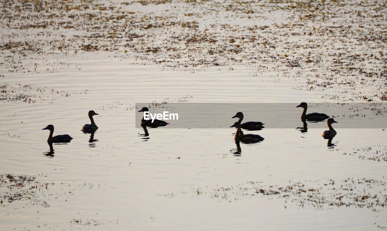 HIGH ANGLE VIEW OF BIRDS SWIMMING IN WATER