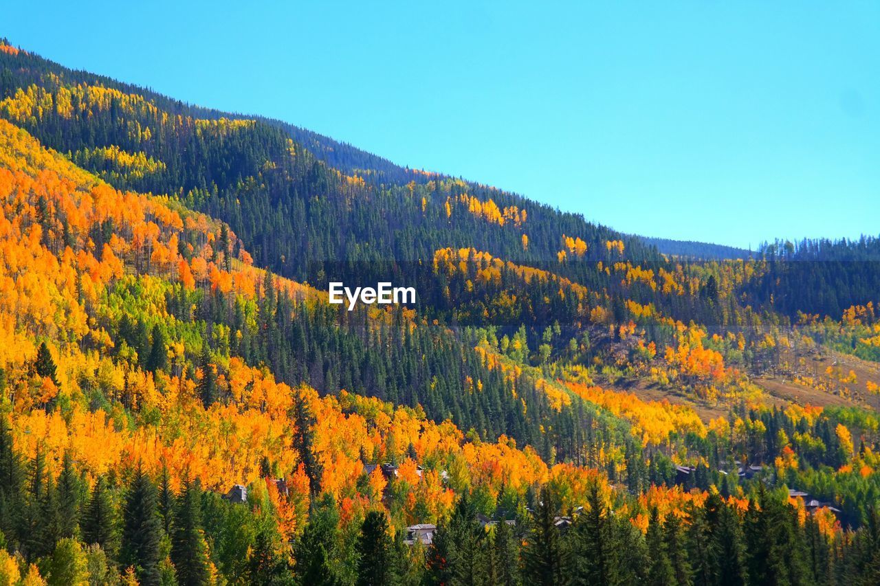 Scenic view of tree mountain against clear blue sky during autumn