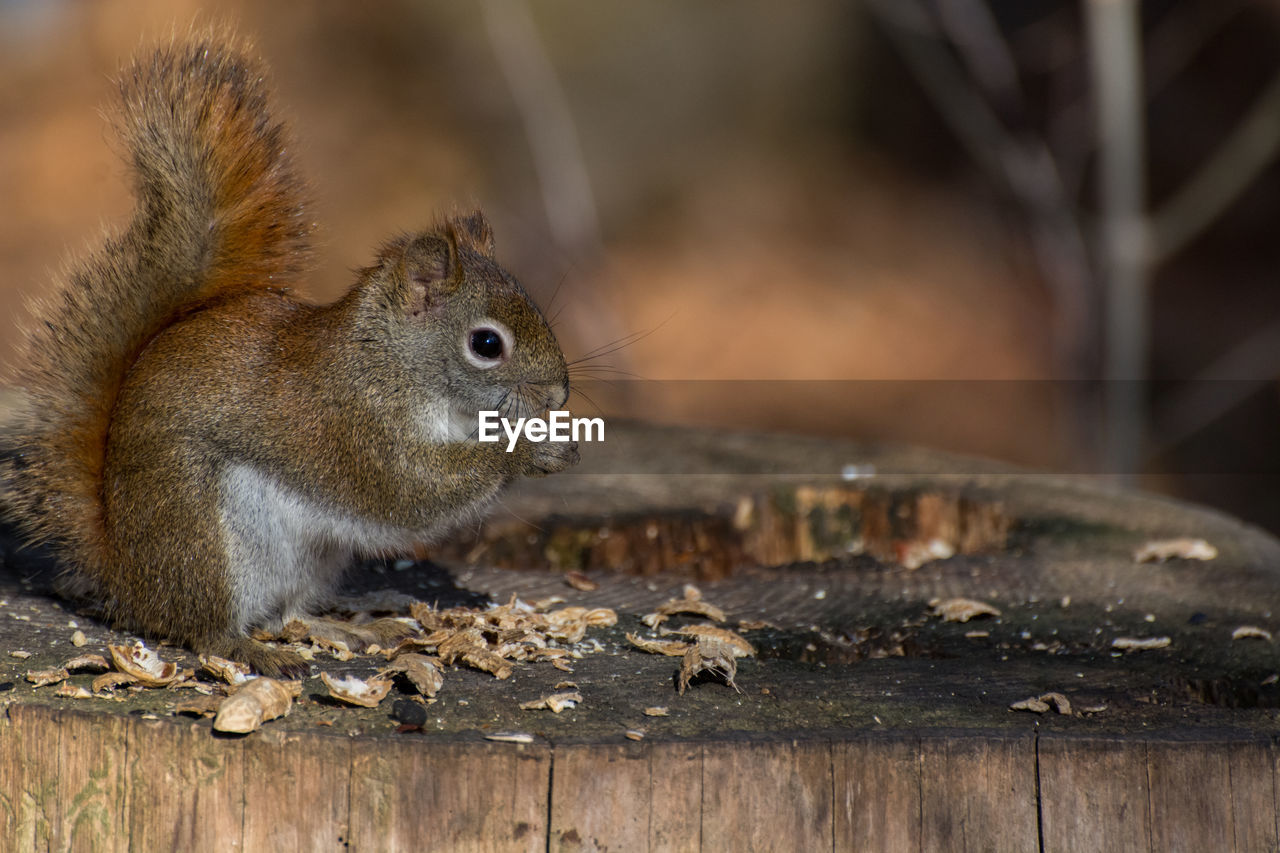 VIEW OF SQUIRREL