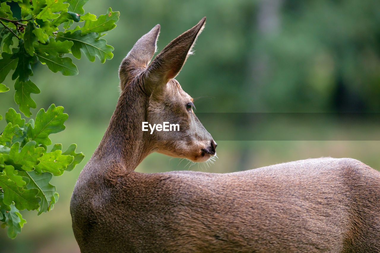 Roe deer in forest, capreolus capreolus. wild roe deer in nature.