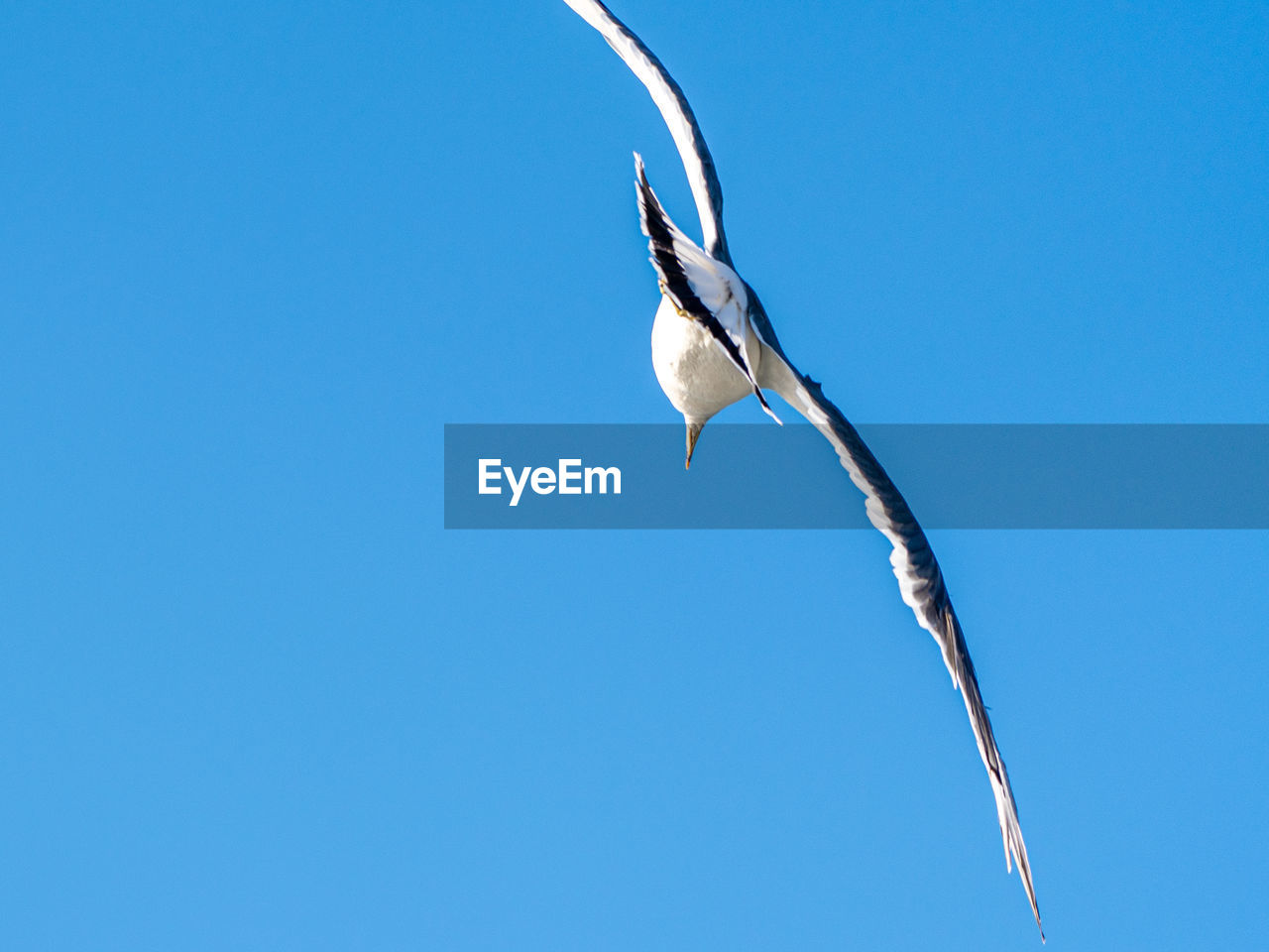 blue, sky, bird, clear sky, animal, animal themes, no people, nature, copy space, low angle view, animal wildlife, wildlife, one animal, flying, day, sunny, outdoors, animal body part