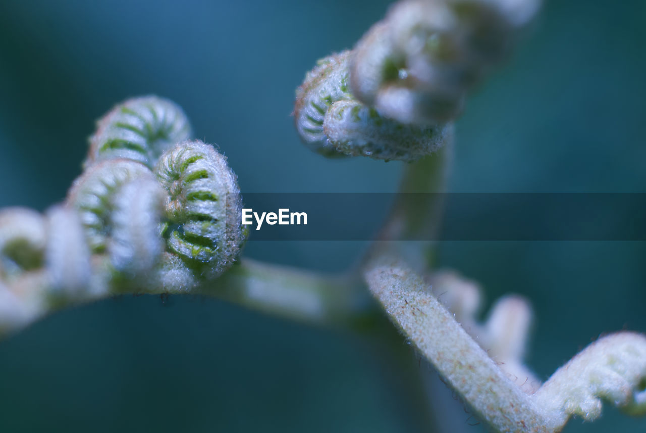 Close-up of frosted plant