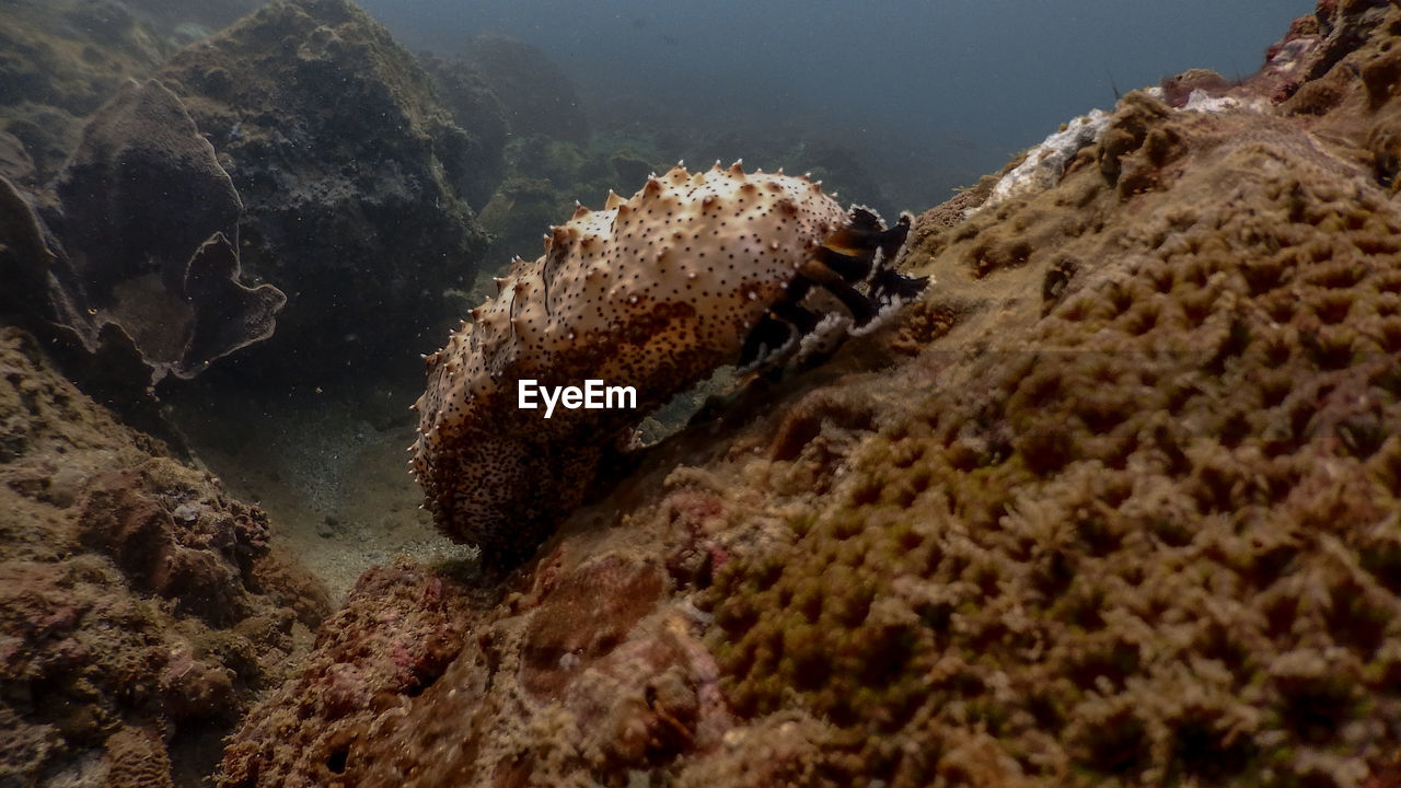 Sea cucumber at mariveles