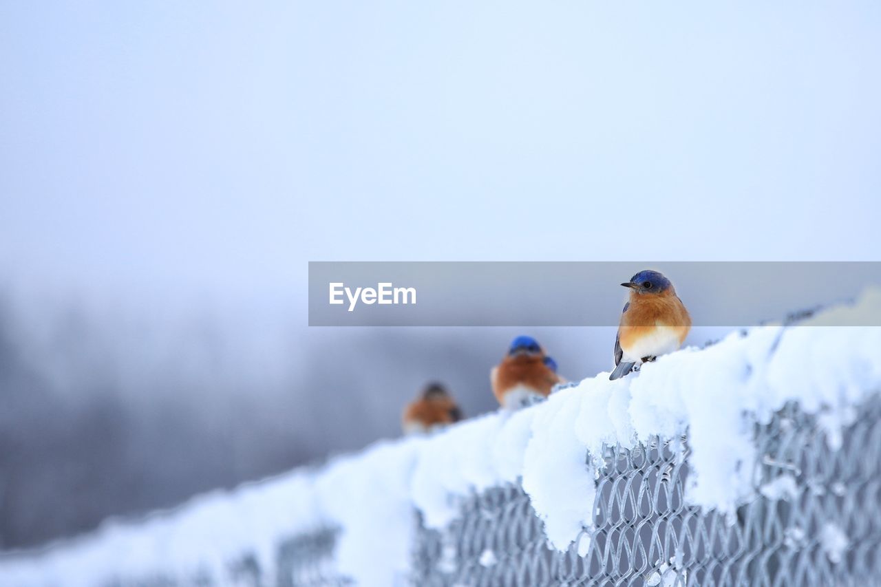 Bird perching on snow