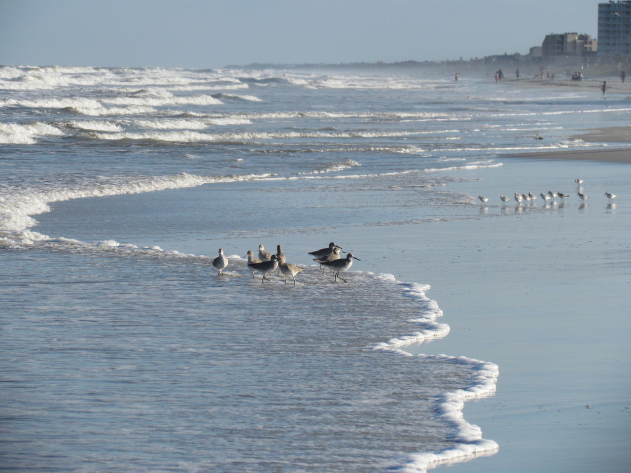 DUCKS SWIMMING IN SEA